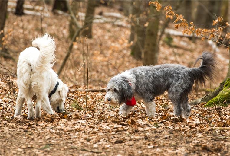 Interpretationsspielraum: Auch Rasse und Wesen eines Hundes können die Art und Weise, wie er seine Rute bewegt, beeinflussen.
