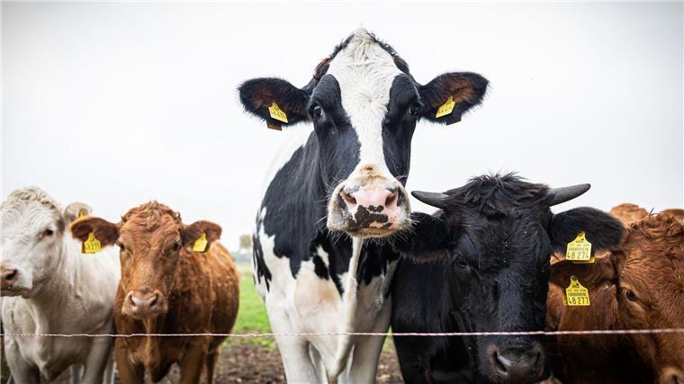 Ausgerechnet ein Schlachter rettet ein Kälbchen vor dem Tod Inzwischen ist Ochse Hugo über zwei Meter groß und mehr als eine Tonne schwer - und bewacht eine Herde von Jungrindern.