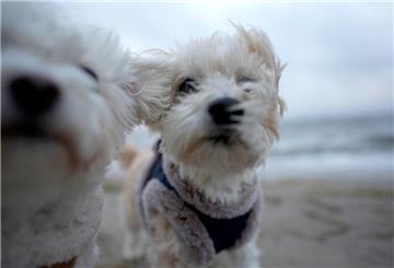 Ist die Kreuzfahrt für Hund und Halter eine gute Idee?