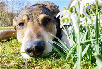 ILLUSTRATION - Ist ein Hund allergisch gegen Pollen oder Gräser, sind am häufigsten die Pfoten, die Schnauze, die Ohren oder auch die Augenpartie von allergischen Reaktionen betroffen. (zu dpa: «Pollenallergie auch bei Hund und Katze möglich») Foto: Markus Scholz/dpa-tmn - Honorarfrei nur für Bezieher des dpa-Themendienstes +++ dpa-Themendienst +++