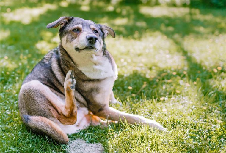 Ein sich kratzender Hund