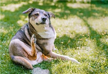 Ein sich kratzender Hund