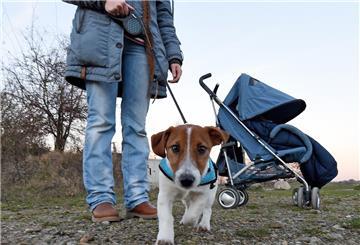 Ist es zumutbar, dass in Stadland Hunde in großen Teilen der Gemeinde nur an der Leine unterwegs sein dürfen? Das diskutiert die Politik derzeit.