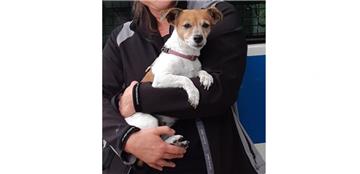 Jack-Russell-Dame ist schwarz gefahren.