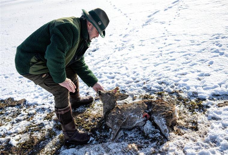 Jäger Lothar Häseker findet ein im Hochwasser verendetes Reh.