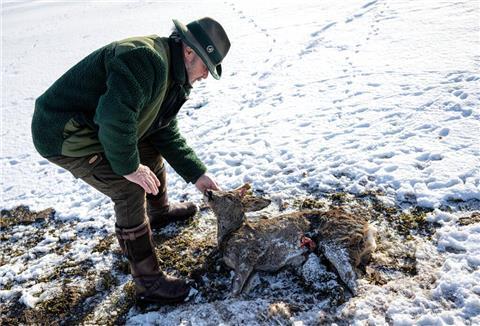 Jäger Lothar Häseker findet ein im Hochwasser verendetes Reh.