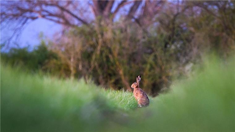 Etwas weniger Feldhasen hoppeln in Niedersachsen Jägerinnen und Jäger haben im vergangenen Frühjahr etwas weniger Feldhasen in Niedersachsen gezählt - das könnte eine Folge des Winterhochwassers gewesen sein. (Archivbild)