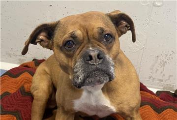 Boxer-American Bulldog Hündin Jayla aus dem Tierheim Bremerhaven.