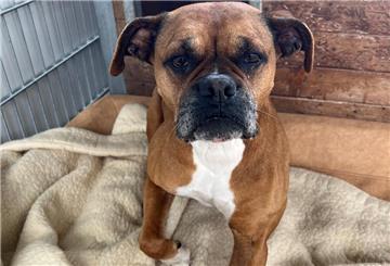 „Jayla" ist eine Boxer-Mix-Hündin.