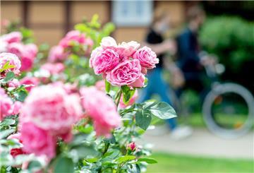 Blühende Rosen in einem Vorgarten. 