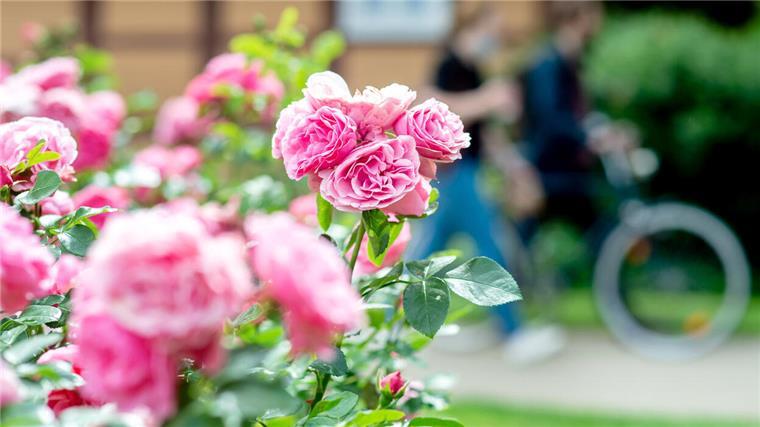 Vorfreude schon jetzt: „Offene Gartenpforte“ soll dieses Jahr wieder stattfinden Jede Menge blühende Rosen sind immer dabei, wenn die Aktion Offene Gartenpforte startet. Diesen Sommer soll es wieder soweit sein.