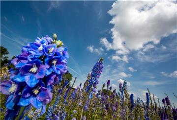 Jetzt begeistert der Garten durch eine farbenfrohe Blütenpracht.
