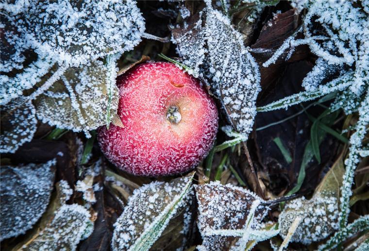 ILLUSTRATION - Jetzt ist ein guter Zeitpunkt, um die Pflanzen im Garten auf den Frühling vorzubereiten. (zu dpa: «So gelingt der Start ins Gartenjahr») Foto: Christin Klose/dpa-tmn - Honorarfrei nur für Bezieher des dpa-Themendienstes +++ dpa-Themendienst +++