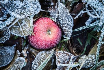 ILLUSTRATION - Jetzt ist ein guter Zeitpunkt, um die Pflanzen im Garten auf den Frühling vorzubereiten. (zu dpa: «So gelingt der Start ins Gartenjahr») Foto: Christin Klose/dpa-tmn - Honorarfrei nur für Bezieher des dpa-Themendienstes +++ dpa-Themendienst +++