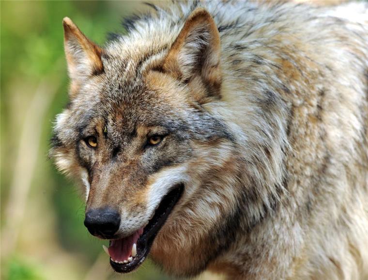Zusammengefasst: Das war der Dienstag im nord24-Land Jetzt steht fest, dass die im September in Köhlen erschossen aufgefundene Wölfin zum Cuxland-Rudel gehörte.