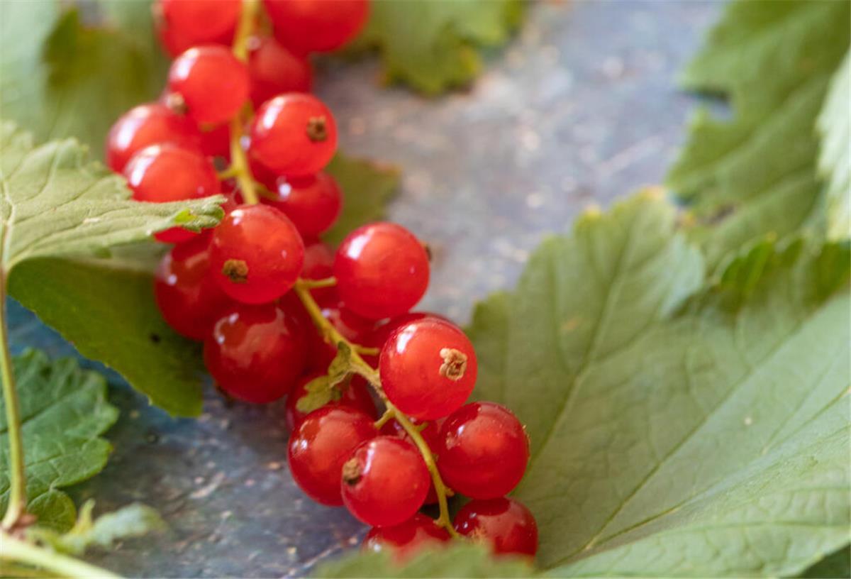 Unterschätzte Powerbeere: Johannisbeeren sind wahre Vitaminbomben Rote Johannisbeeren hängen an einem Strauch. Johannisbeeren stecken voller Vitamin C, Antioxidantien, Kalium, Eisen und Ballaststoffen. Sie sind nicht nur lecker, sondern auch gesund.