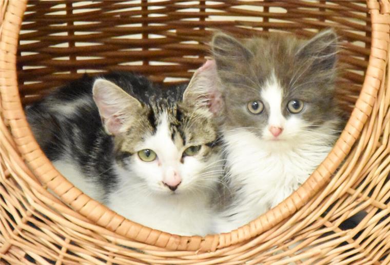 Wer tut sowas? Katzenbabys in Plastiktüte ausgesetzt Zwei Kitten kuscheln im Körbchen.