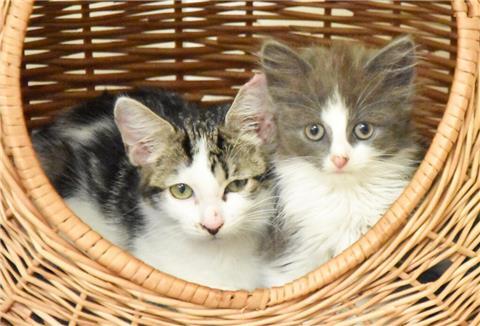 Zwei Kitten kuscheln im Körbchen.