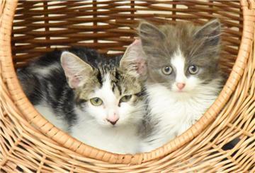 Zwei Kitten kuscheln im Körbchen.