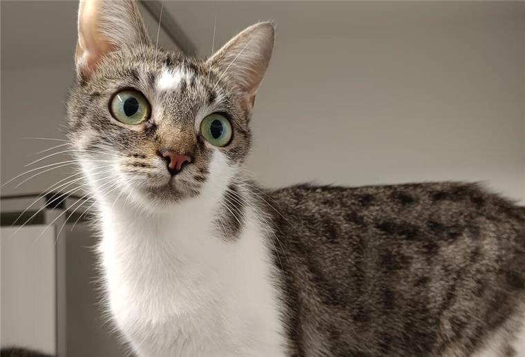 Junge Katzen-Mama Julietta sucht ein neues Zuhause Julietta