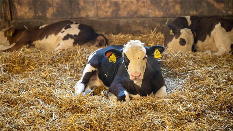 Land verbietet Kastration junger Kälber ohne Betäubung Junge Kälber dürfen nach Bundesvorgaben auch ohne Betäubung kastriert werden. (Symbolbild)