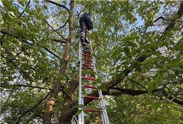 Junge klettert auf Baum – und kommt nicht mehr runter