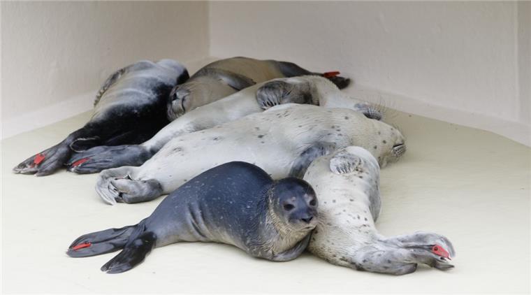 Die ersten Heuler werden aufgepäppelt Junge verwaiste Seehunde werden in Friedrichskoog (Schleswig-Holstein) aufgepäppelt.
