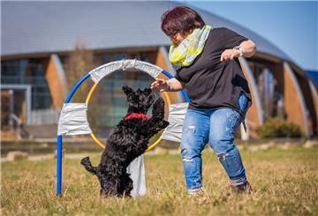 Hund und Frauchen üben Sprünge durch den Reifen.