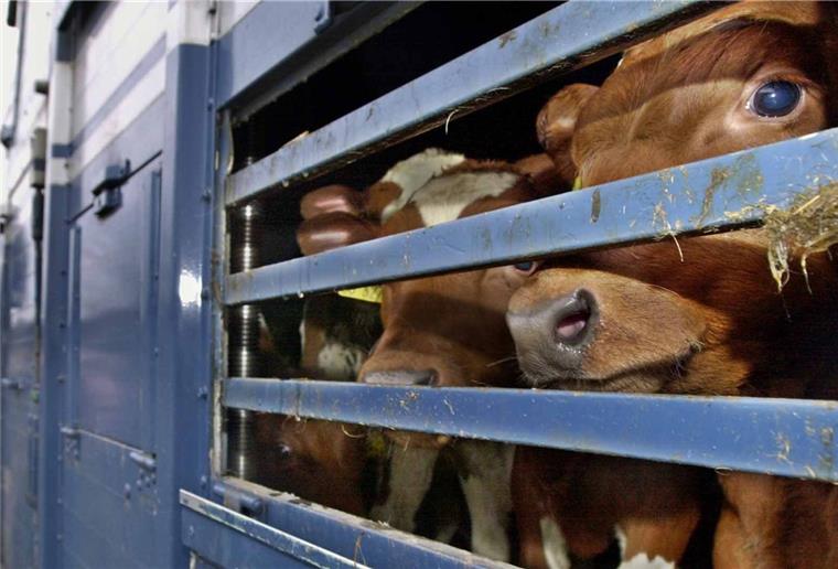 Tiertransporte: Niedersachsen will strengere Regeln Kälber werden auf einem LKW transportiert. Das Begrenzen von Tiertransporten ist am Mittwoch Thema im niedersächsischen Landtag.