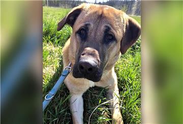 Anton ist ein junger Kangal-Mix mit großem Herz – wenn man sein Vertrauen gewinnt. Ein Haus mit Garten wäre für ihn ideal.