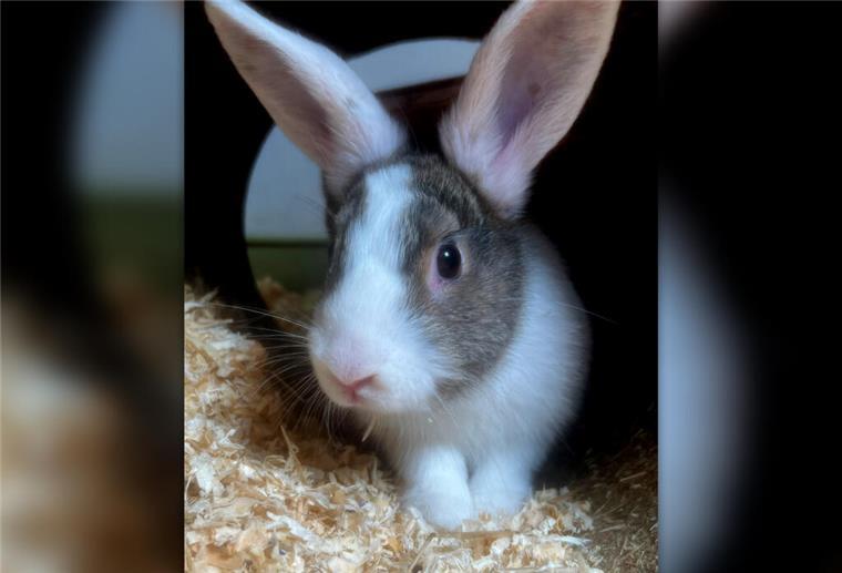 Kaninchen Blitz würde sich über ein neues artgerechtes Zuhause freuen.