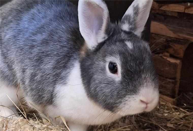 Kaninchen Goldina sucht ein neues Zuhause.