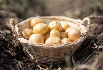 Kartoffeln liegen in einem Körbchen. Kartfoffeln im Supermarkt erhalten vielerorts neuerdings die Vegan-Kennzeichnung. Das sorgt bei Verbrauchern für Kopfschütteln.