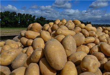 Frisch geerntete Kartoffeln