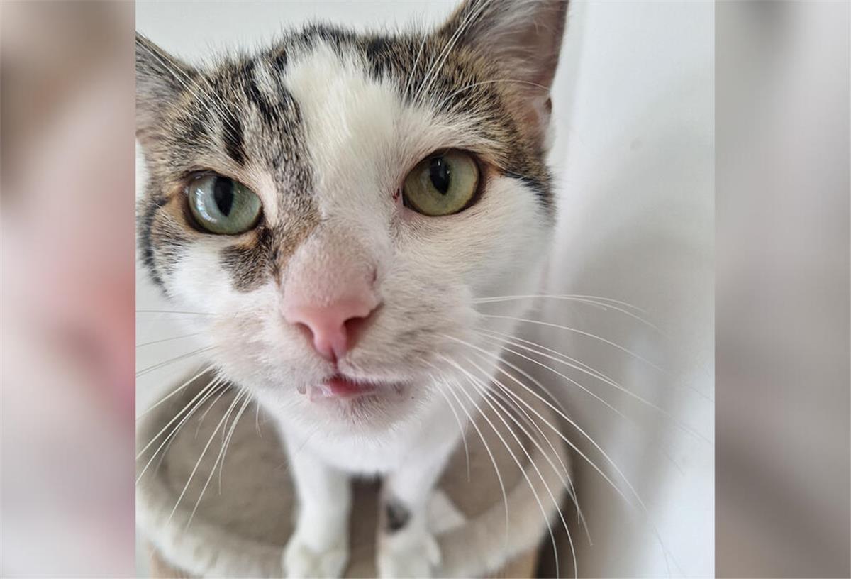 Schmusekater Artur sucht ruhiges Zuhause ohne andere Tiere Ein Kater guckt in die Kamera.