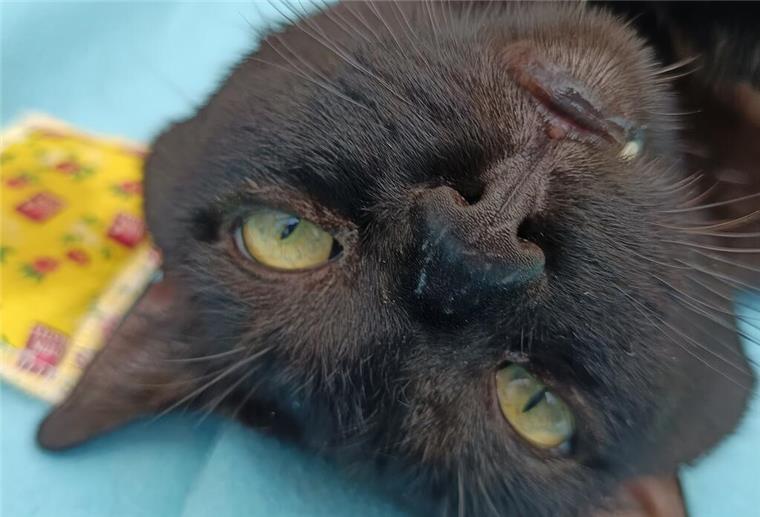 Ein Kater schaut in die Kamera.