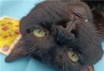 Ein Kater schaut in die Kamera.
