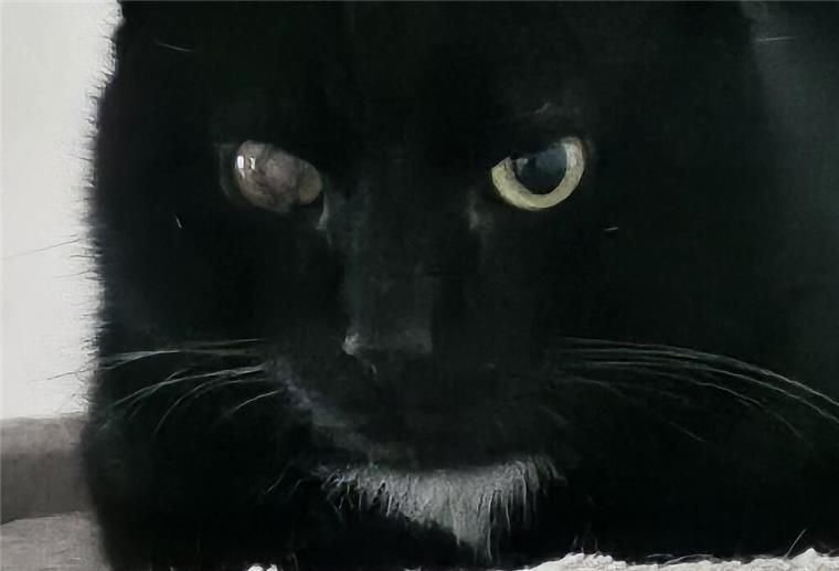 Kater Elton sucht ein neues Zuhause Kater