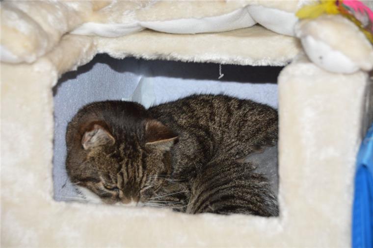 Schwanz muss amputiert werden: Kater in Bramel angeschossen Kater Kuddel – von der schweren Operation noch sichtlich mitgenommen – ruht sich in der Höhle seines Kratzbaums aus.