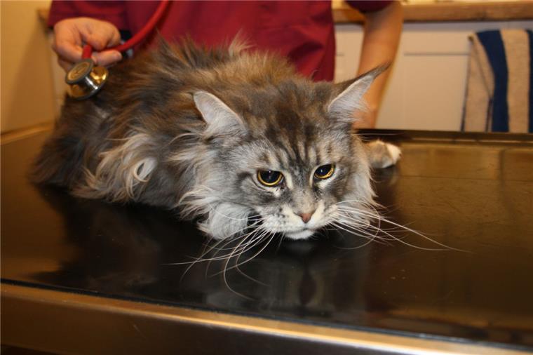 Kater Momo sieht noch etwas mitgenommen aus: Kurz vor der Aufnahme des Fotos hat er eine Zahnoperation hinter sich gebracht. Dass er umgehend behandelt werden muss, hat Dr. Tatjana Rusch in ihrer Notfallsprechstunde festgestellt.
