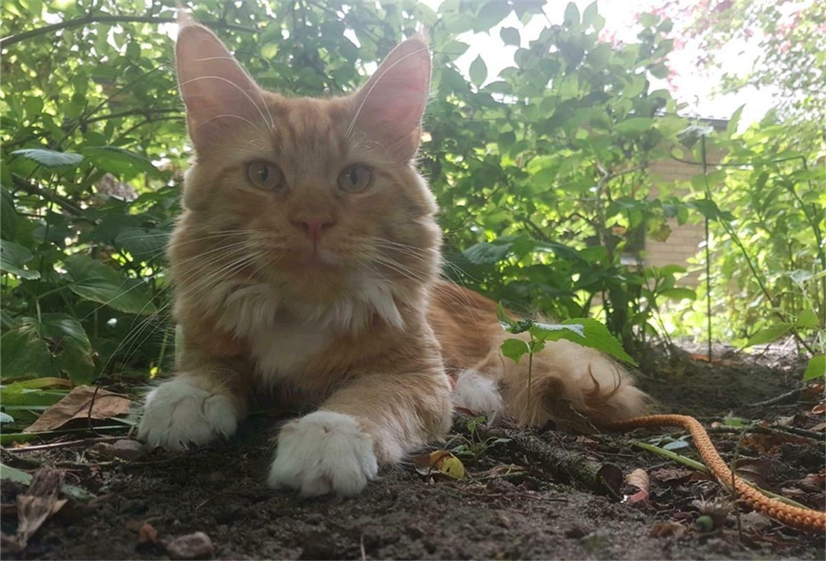 Die Suche nach den vermissten Katzen Kater Nino ist bereits seit Januar 2019 verschwunden. Seine Besitzerin hat die Hoffnung aber nicht aufgegeben, ihn wiederzusehen.