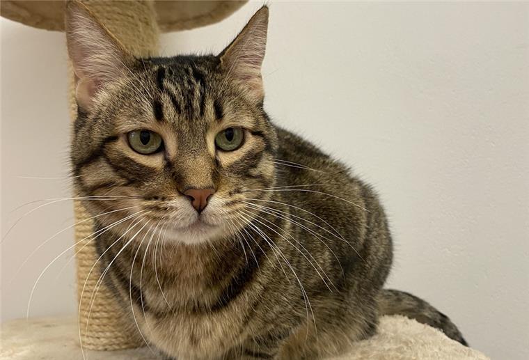 Tiere suchen ein Zuhause: Snado ist ein menschenbezogener Kater Ein Kater sitzt auf einem Kratzbaum.