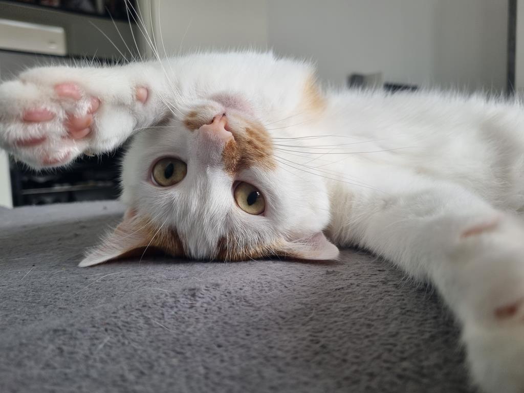 Kater Thai von Jessica K. aus Blexen ist in Kuschellaune.