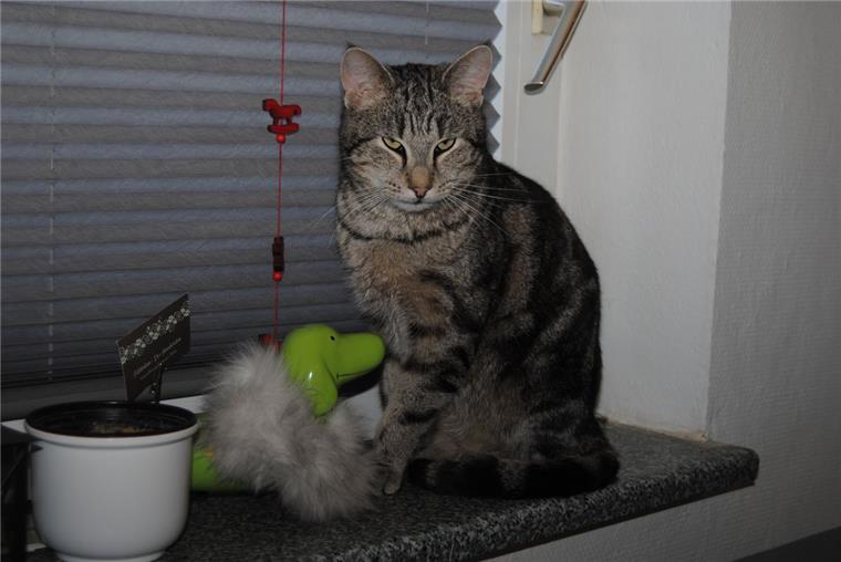 Vom Cuxland in die Wesermarsch: Kater begleitet Ehepaar unbemerkt im Auto Kater Tobi aus dem Tierasyl Heimatlos ist kürzlich als Blinder Passagier im Auto eines Ehepaares mit nach Nordenham gefahren.