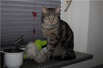 Kater Tobi aus dem Tierasyl Heimatlos ist kürzlich als Blinder Passagier im Auto eines Ehepaares mit nach Nordenham gefahren.