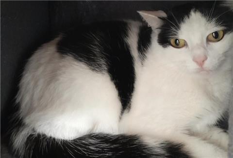 Katze Daria