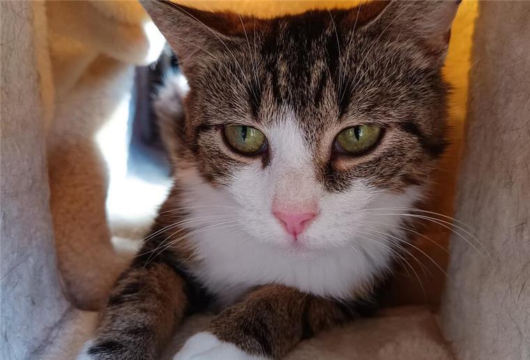 Schüchterne Katzendame Fire sucht ein liebevolles Zuhause mit Freigang Die Katze Fire schaut in die Kamera.