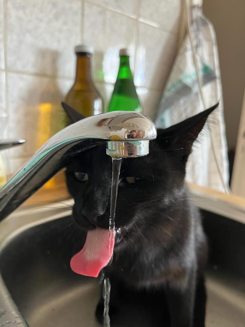 Katze Greta ist besonders cool: Laut Besitzerin Jana H. trinkt sie nur aus dem W...