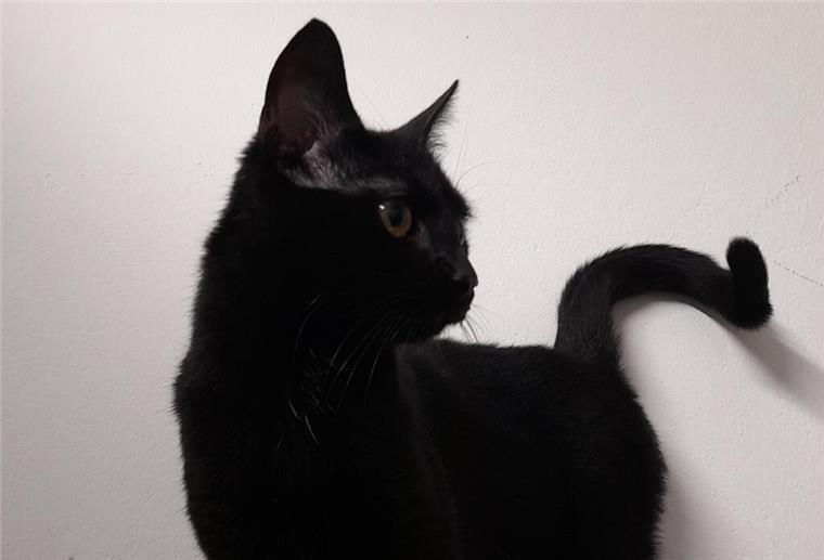 Diese Bremerhavener Katze ist neugierig, frech und schwarz wie die Nacht Katze "Night" ist abzugeben.