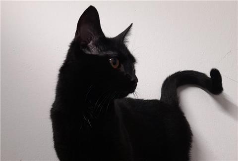 Katze "Night" ist abzugeben.